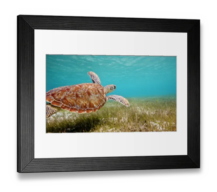Framed Print : Green turtle (Chelonia mydas) swimming over sea grass, Grenadines, Caribbean, February 2010 Framed Print : Green turtle (Chelonia mydas) swimming over sea grass, Grenadines, Caribbean, February 2010