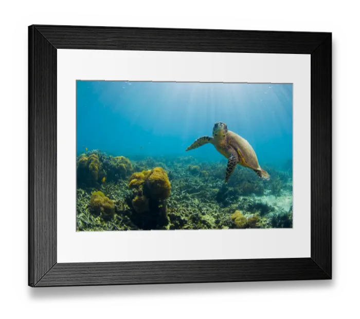 Framed Print : Hawksbill turtle (Eretmochelys imbricata) in shallow water. Nosy Be, north Madagascar Framed Print : Hawksbill turtle (Eretmochelys imbricata) in shallow water. Nosy Be, north Madagascar