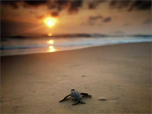 Leatherback Turtle (Dermochelys coriacea) hatchling crossing a beach to get to the sea