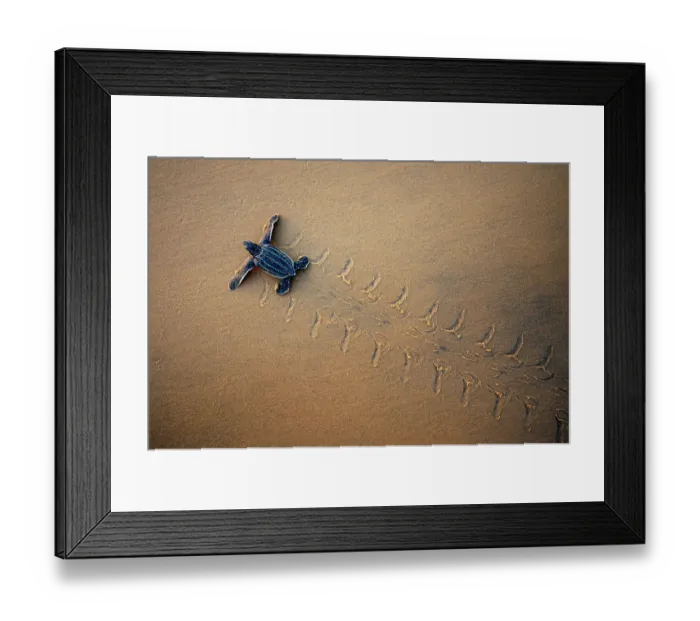 Framed Print : Leatherback Turtle Hatchling (Dermochelys coriacea) crossing a beach towards the sea, seen from above. Cayenne, French Guiana, July