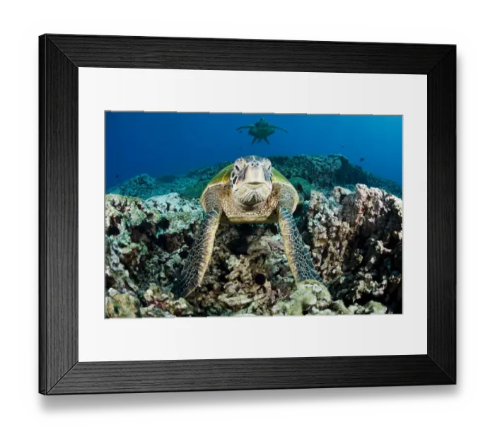 Framed Print : Green Sea Turtles (Chelonia mydas) gathering at a cleaning station off where small Framed Print : Green Sea Turtles (Chelonia mydas) gathering at a cleaning station off where small