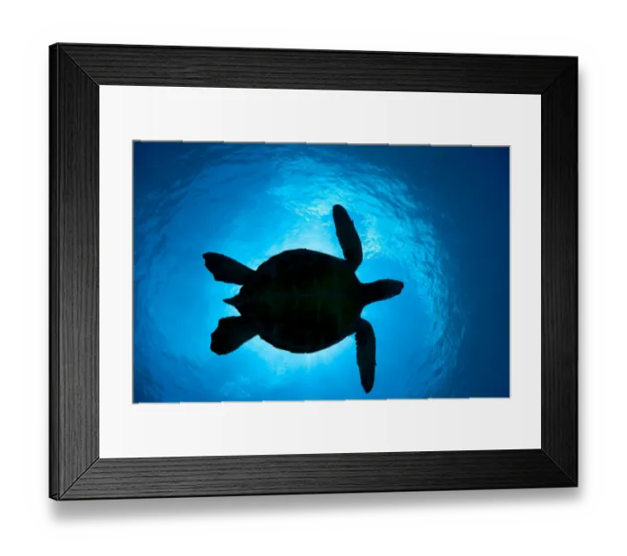 Framed Print : Silhouette of a Green Sea Turtle (Chelonia mydas) passes overhead. West Maui, Hawaii Framed Print : Silhouette of a Green Sea Turtle (Chelonia mydas) passes overhead. West Maui, Hawaii