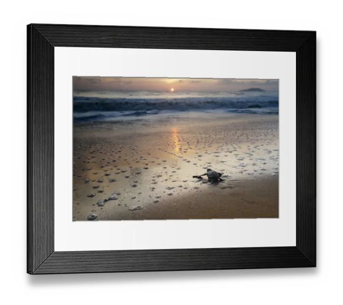 Framed Print : Leatherback Turtle Hatchling (Dermochelys coriacea) crossing a beach towards the sea at sunrise Framed Print : Leatherback Turtle Hatchling (Dermochelys coriacea) crossing a beach towards the sea at sunrise