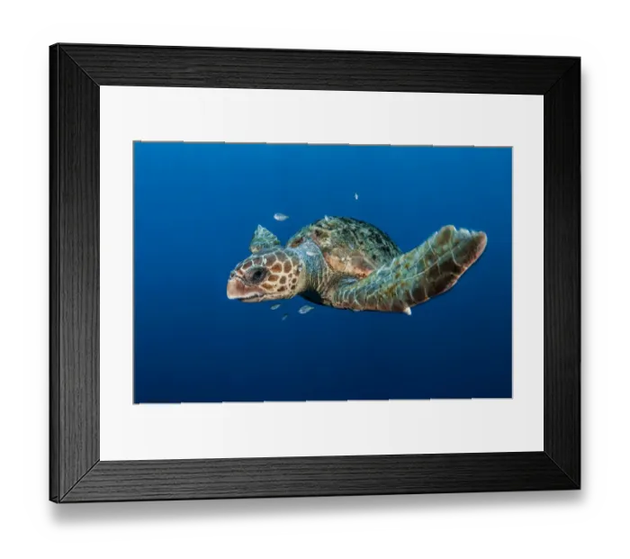 Framed Print : Loggerhead turtle (Caretta caretta) with small fish, Los Gigantes, South Tenerife Framed Print : Loggerhead turtle (Caretta caretta) with small fish, Los Gigantes, South Tenerife