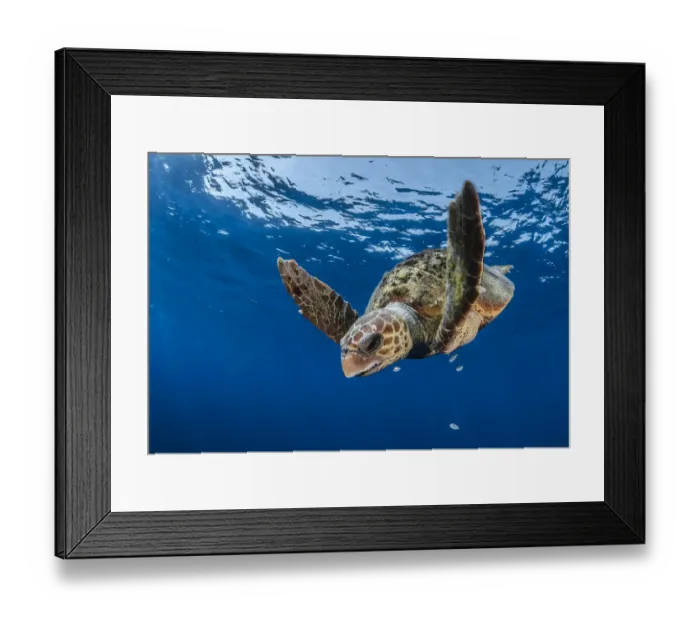 Framed Print : Loggerhead turtle (Caretta caretta) Los Gigantes, South Tenerife, Canary Islands Framed Print : Loggerhead turtle (Caretta caretta) Los Gigantes, South Tenerife, Canary Islands