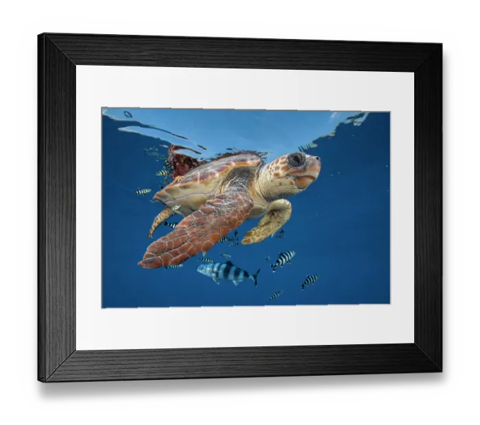 Framed Print : Loggerhead turtle (caretta caretta) swimming near the surface with Pilot fish. Balearic channel, Spain Framed Print : Loggerhead turtle (caretta caretta) swimming near the surface with Pilot fish. Balearic channel, Spain