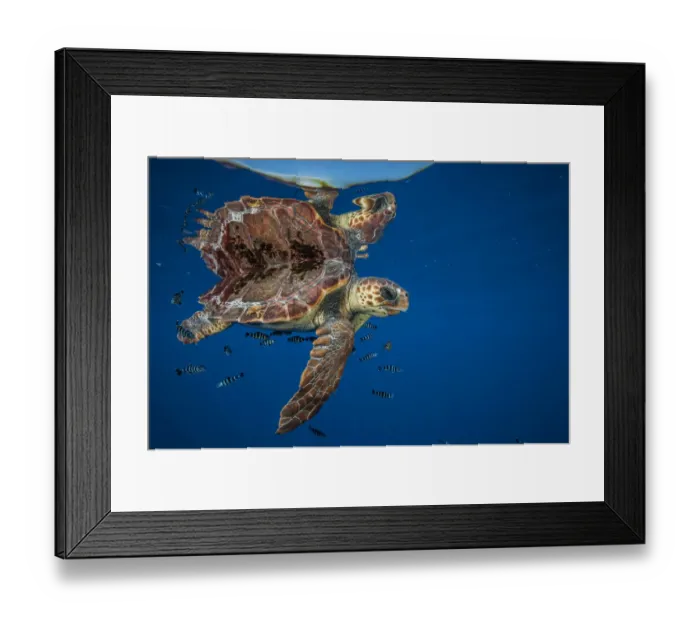 Framed Print : Loggerhead turtle (Caretta caretta) swimming near the surface, Balearic channel, Spain Framed Print : Loggerhead turtle (Caretta caretta) swimming near the surface, Balearic channel, Spain