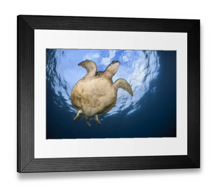 Framed Print : Green turtle (Chelonia mydas) from underneath swimming through the surface, Mayotte Island Framed Print : Green turtle (Chelonia mydas) from underneath swimming through the surface, Mayotte Island
