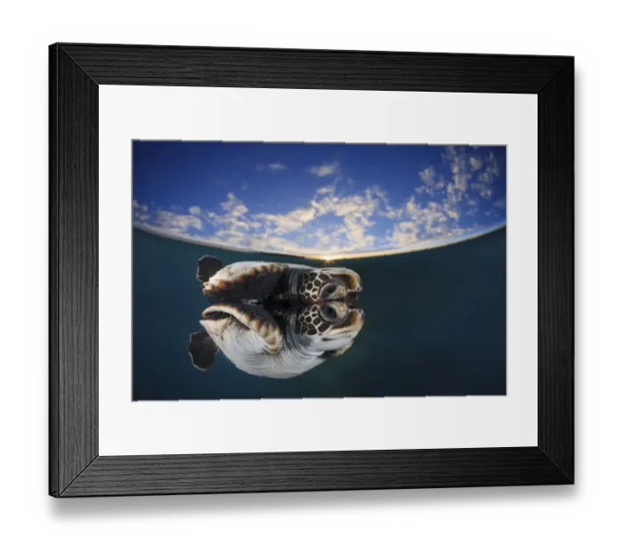 Framed Print : Juvenile green turtle (Chelonia mydas) reflected in the surface of the window with Framed Print : Juvenile green turtle (Chelonia mydas) reflected in the surface of the window with