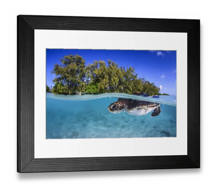 Framed Print : Juvenile Green turtle (Chelonia mydas) swimming near the surface, split level view Framed Print : Juvenile Green turtle (Chelonia mydas) swimming near the surface, split level view