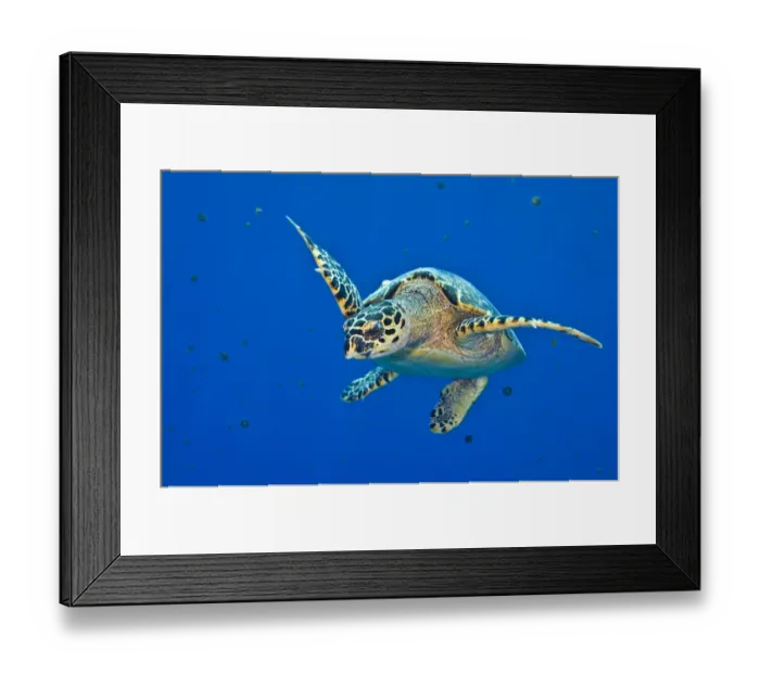 Framed Print : Hawksbill turtle (Eretmochelys imbricata) swimming up into the water column to feed Framed Print : Hawksbill turtle (Eretmochelys imbricata) swimming up into the water column to feed