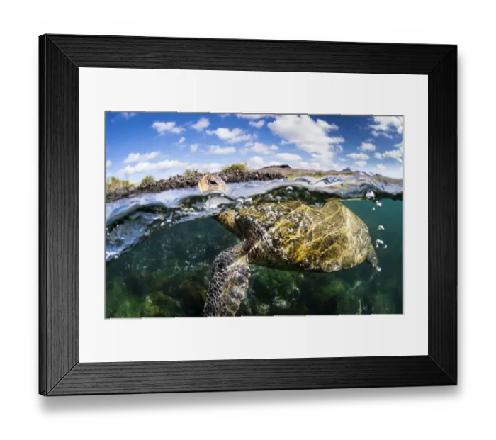 Framed Print : Galapagos green turtle (Chelonia agassizii) surfaces to breathe. Floreana Island Framed Print : Galapagos green turtle (Chelonia agassizii) surfaces to breathe. Floreana Island