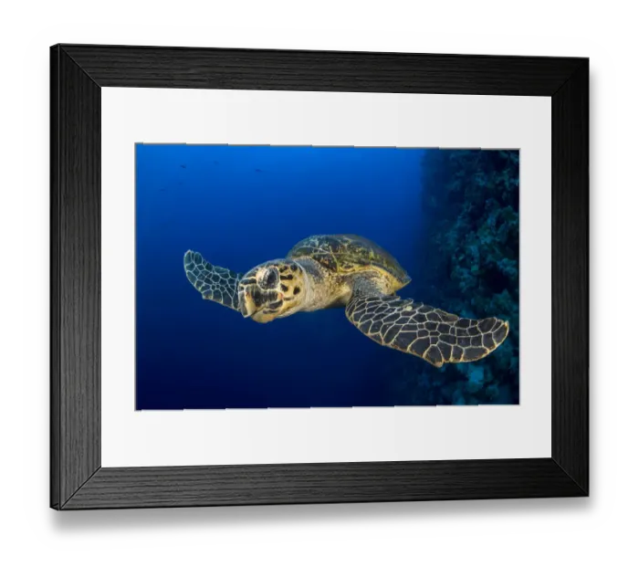 Framed Print : Hawksbill turtle (Eretmochelys imbricata) swimming along a coral reef wall, chewing on some coral Framed Print : Hawksbill turtle (Eretmochelys imbricata) swimming along a coral reef wall, chewing on some coral