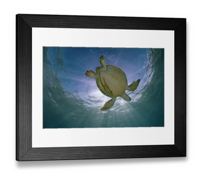 Framed Print : Green turtle (Chelonia mydas) with rays of sunlight, Akumal, Caribbean Sea, Mexico, January Framed Print : Green turtle (Chelonia mydas) with rays of sunlight, Akumal, Caribbean Sea, Mexico, January