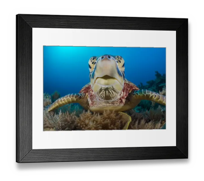 Framed Print : Green sea turtle (Chelonia mydas) female resting on a coral reef. Rock Islands, Palau, Mirconesia Framed Print : Green sea turtle (Chelonia mydas) female resting on a coral reef. Rock Islands, Palau, Mirconesia