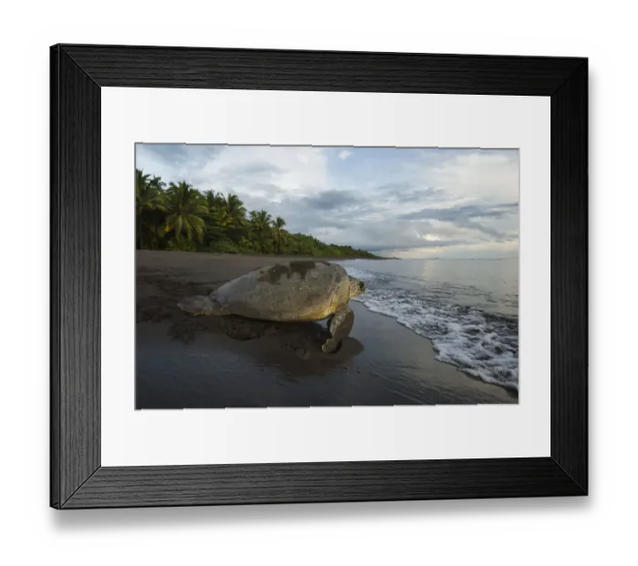Framed Print : Green sea turtle female (Chelonia mydas) returning to the sea, Tortuguero National Park, Costa Rica Framed Print : Green sea turtle female (Chelonia mydas) returning to the sea, Tortuguero National Park, Costa Rica