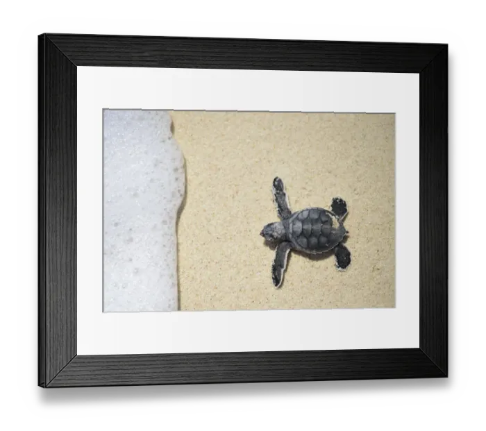 Framed Print : Green sea turtle (Chelonia mydas) hatchling making way to sea, Bonaire, Leeward Antilles Framed Print : Green sea turtle (Chelonia mydas) hatchling making way to sea, Bonaire, Leeward Antilles