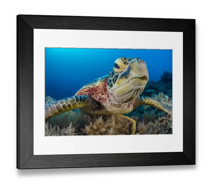 Framed Print : Green turtle (Chelonia mydas) female on a coral reef. Rock Islands, Palau, Micronesia Framed Print : Green turtle (Chelonia mydas) female on a coral reef. Rock Islands, Palau, Micronesia