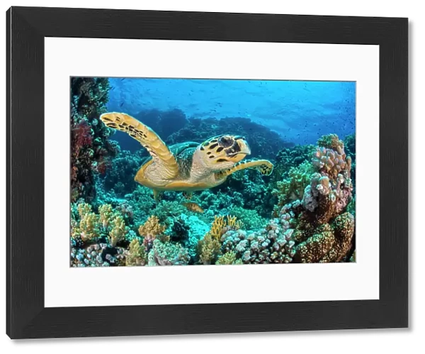 RF - Hawksbill sea turtle (Eretmochelys imbricata) swimming over a coral reef