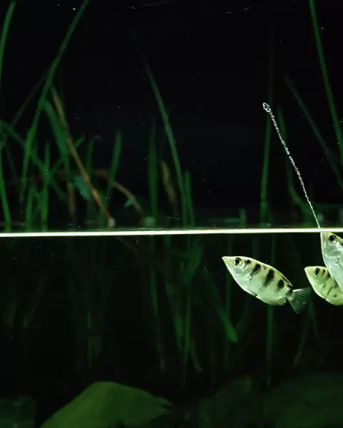 Archerfish jets water at insect to dislodge it from branch {Toxotes chatareus}