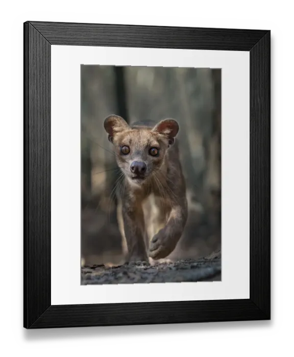 Framed Print : Adult female Fosa (Crytoprocta ferox) stalking prey on deciduous forest floor. Kirindy Forest Framed Print : Adult female Fosa (Crytoprocta ferox) stalking prey on deciduous forest floor. Kirindy Forest