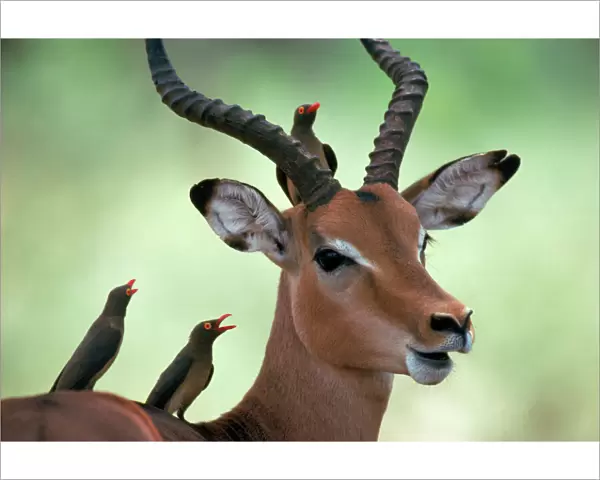 Impala with Oxpeckers. Kruger National Park, South Africa