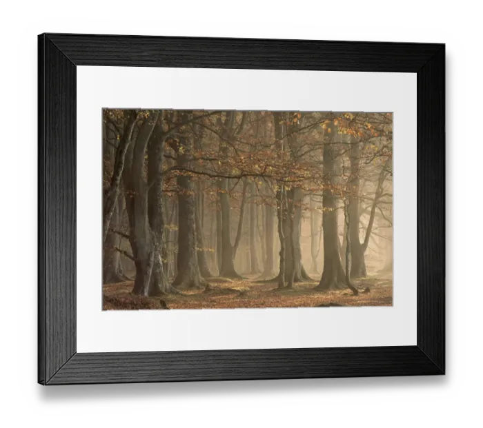 Framed Print : European beechwood, Arbroath, Angus, Scotland Framed Print : European beechwood, Arbroath, Angus, Scotland