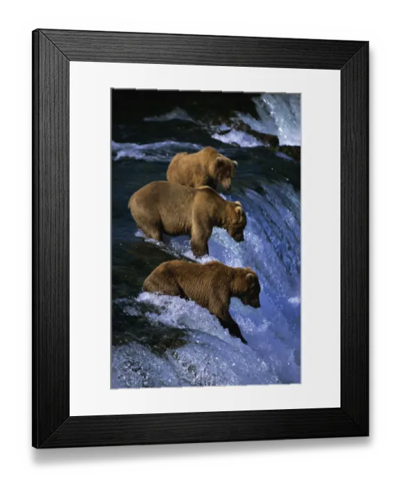 Framed Print : Brown bears {Urson arctos} fishing for salmon Katmai NP, Alaska Framed Print : Brown bears {Urson arctos} fishing for salmon Katmai NP, Alaska