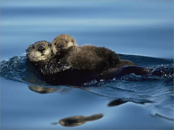 Sea Otter floating at sea surface holding pup. Alaska (Enhydra lutris) USA