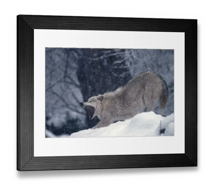 Framed Print : Grey wolf stretching & yawning (Canis lupus) captive Framed Print : Grey wolf stretching & yawning (Canis lupus) captive