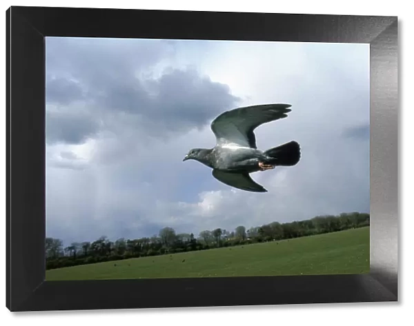 Feral pigeon (Rock Dove) flying, UK