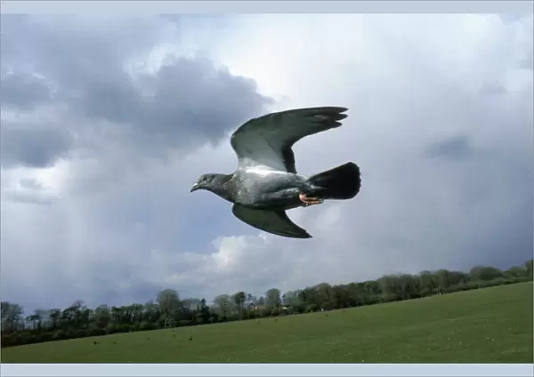 Feral pigeon (Rock Dove) flying, UK