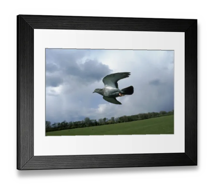 Framed Print : Feral pigeon (Rock Dove) flying, UK Framed Print : Feral pigeon (Rock Dove) flying, UK