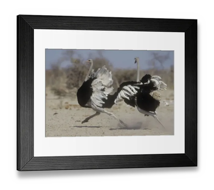 Framed Print : Two male Ostriches (Struthio camelus) running during dispute, Etosha NP, Namibia Framed Print : Two male Ostriches (Struthio camelus) running during dispute, Etosha NP, Namibia