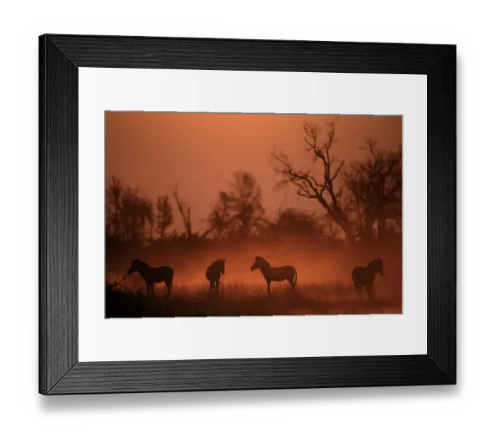 Framed Print : Common zebra at sunset. (Equus quagga). Okavango, Botswana Framed Print : Common zebra at sunset. (Equus quagga). Okavango, Botswana
