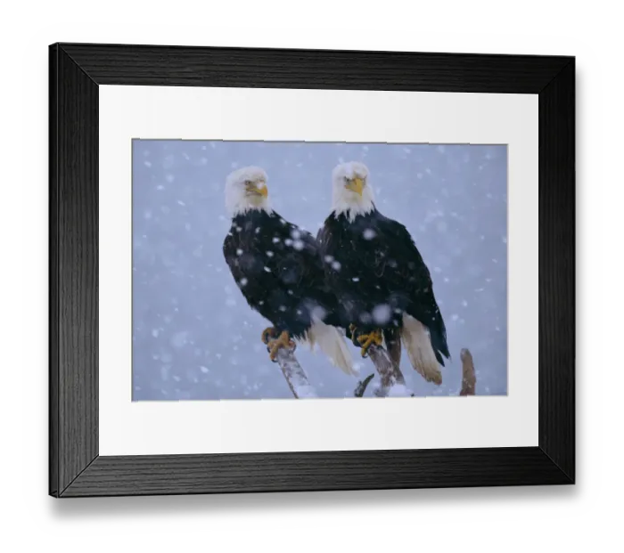 Framed Print : American Bald Eagles perched in snow (Haliaeetus leucocephalus) Alaska Framed Print : American Bald Eagles perched in snow (Haliaeetus leucocephalus) Alaska