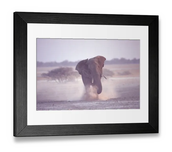 Framed Print : African elephant charging (Loxodonta africana) Etosha NP, Namibia Framed Print : African elephant charging (Loxodonta africana) Etosha NP, Namibia