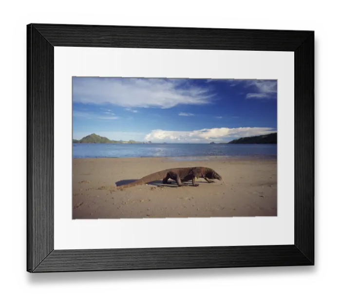 Framed Print : Komodo dragon on beach, Komodo Is (Varanus komodoensis) Indonesia