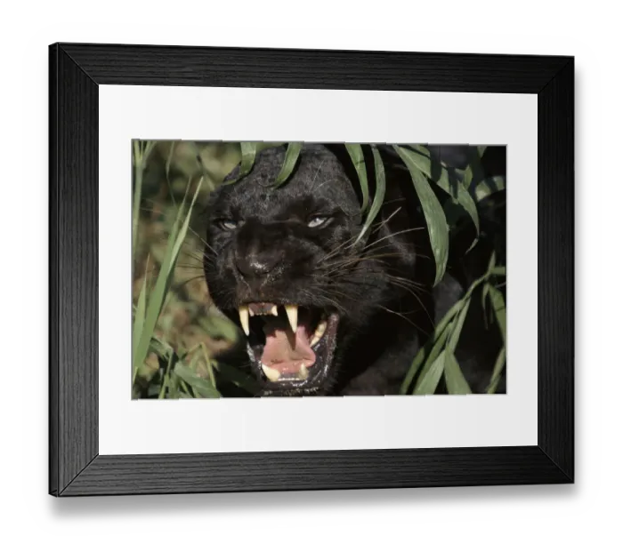 Framed Print : Melanistic (black form) Leopard snarling, often called black panther (captive) Framed Print : Melanistic (black form) Leopard snarling, often called black panther (captive)