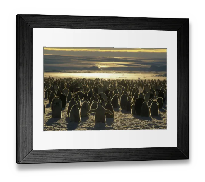 Framed Print : Emperor penguin (Aptenodytes forsteri) colony chicks and adults, Australian Antarctic Framed Print : Emperor penguin (Aptenodytes forsteri) colony chicks and adults, Australian Antarctic