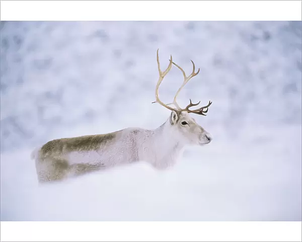 Domesticated Reindeer  /  Caribou (Rangifer tarandus) female in snow, Scotland