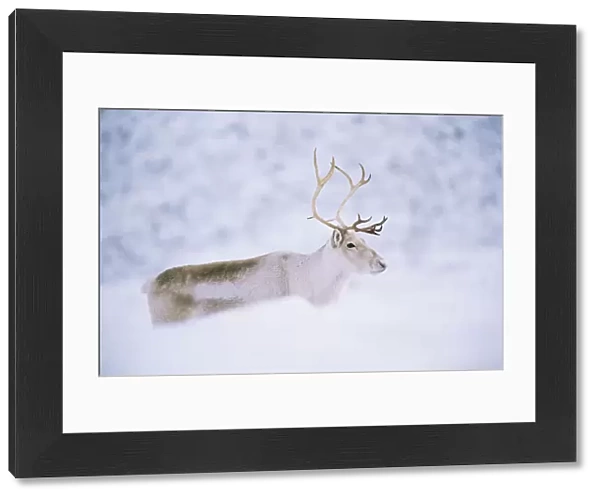 Domesticated Reindeer  /  Caribou (Rangifer tarandus) female in snow, Scotland