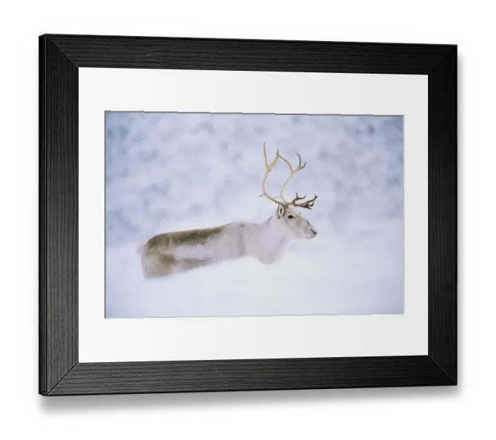 Framed Print : Domesticated Reindeer  /  Caribou (Rangifer tarandus) female in snow, Scotland