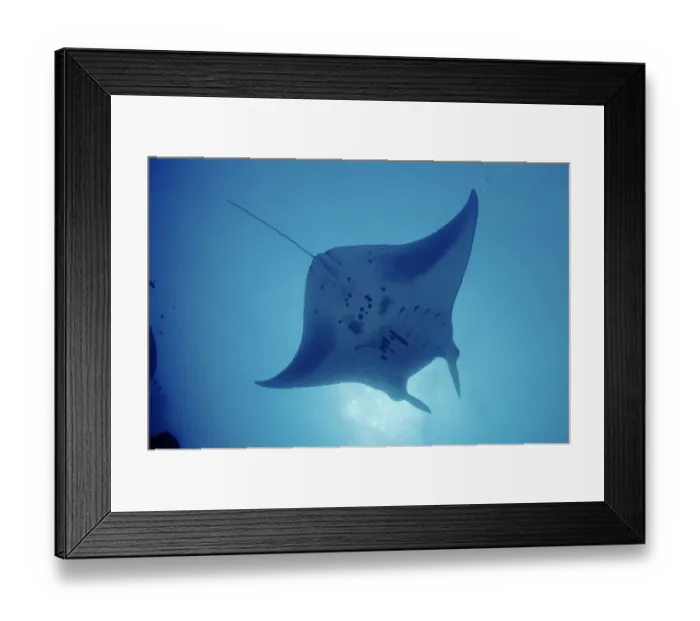 Framed Print : Pacific manta ray {Manta alfredi} Yap, Micronesia Framed Print : Pacific manta ray {Manta alfredi} Yap, Micronesia