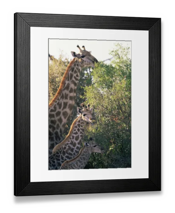 Framed Print : Giraffe family feeding {Giraffa camelopardalis} Moremi Reserve, Botswana Framed Print : Giraffe family feeding {Giraffa camelopardalis} Moremi Reserve, Botswana