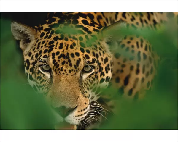 Young male Jaguar portrait {Panthera onca} Pantanal, Brazil