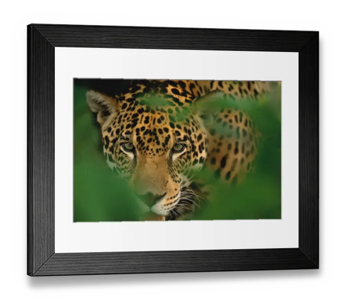 Framed Print : Young male Jaguar portrait {Panthera onca} Pantanal, Brazil Framed Print : Young male Jaguar portrait {Panthera onca} Pantanal, Brazil