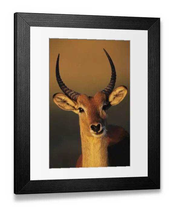Framed Print : Lechwe male head portrait {Kobus leche} Moremi WR Botswana Framed Print : Lechwe male head portrait {Kobus leche} Moremi WR Botswana