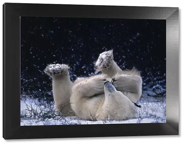 Polar bear lying on back playing with twig {Ursus maritimus} Canada Churchill