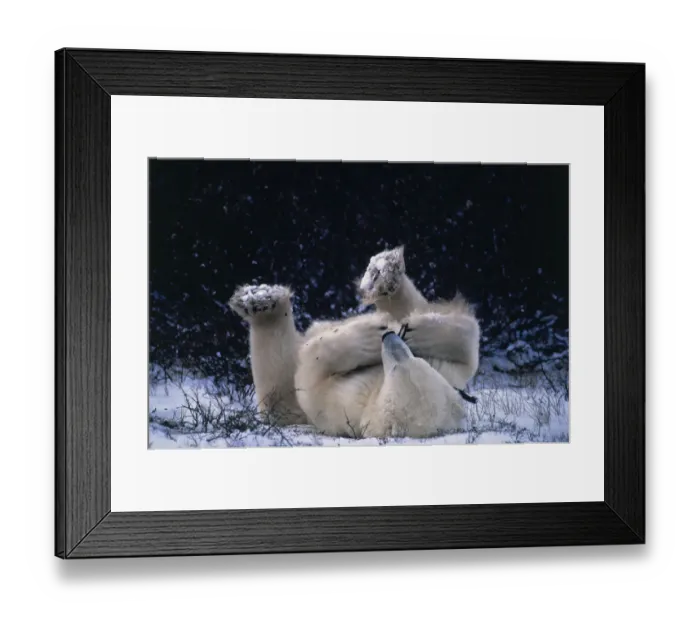 Framed Print : Polar bear lying on back playing with twig {Ursus maritimus} Canada Churchill Framed Print : Polar bear lying on back playing with twig {Ursus maritimus} Canada Churchill